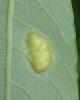 Euura bridgmanii